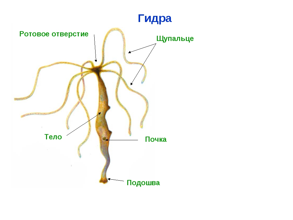 Кракен адрес